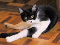 ( ´_ゝ`)ゞわりぃわりぃ　[猫画像は追加ｗ]