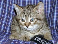 色んな人に出会えて・・・　　　　　　[猫画像継続中]