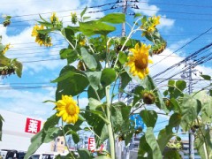 夏の王様＋【お題日記】史上最大の忘れ物！