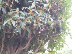 『黄色い季節』と書いて『秋』と読む　＋【お題日記】秘密って持つべきですか？