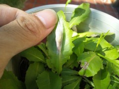 一緒に大空へ・・・。　＋【お題日記】人気の格付け番組！正解できる自信はある？