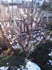 俺の花は？
