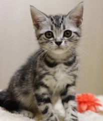 『にゃん』と『ガオ～～』　＋【お題日記】Hしたい相手へのアピール方法は？