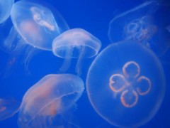 【お題日記】海で体験したエピソード