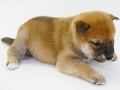 【お題日記】犬と猫、どちらが好きですか？