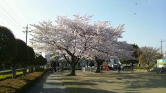 【お題日記】おすすめの花見スポットを教えて