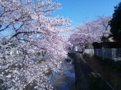 【お題日記】「卒業×桜」な思い出