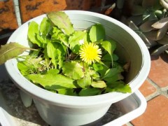 【お題日記】今恋してる？