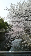 【お題日記】今年のお花見の予定は？