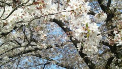 【お題日記】春ってムラムラする？