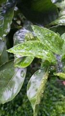 【お題日記】梅雨の楽しみ方