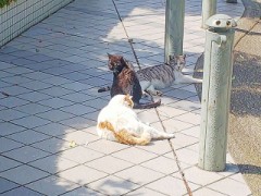 夏の終わ・・・りかな?；；  ＋【お題日記】道端の猫に話しかける？