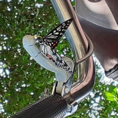 【お題日記】自分で撮った、奇跡の一枚持ってます