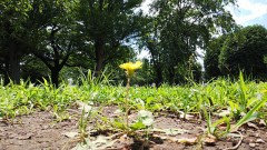 【お題日記】家で何か育ててる？