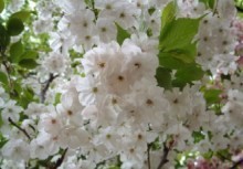 桜の通り抜け。