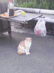 屋台猫２