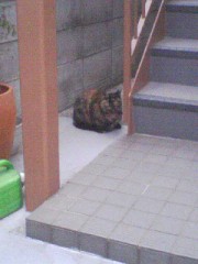 あはは、めっちゃ久しぶり。