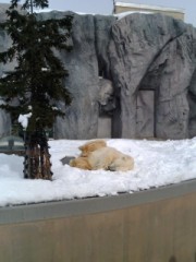 旭山動物園