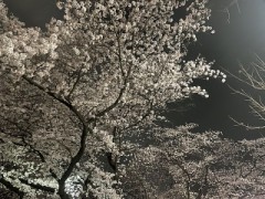 夜桜に乾杯ですわぃ^_^