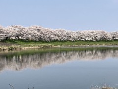 一人花見