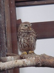 コキンメフクロウ