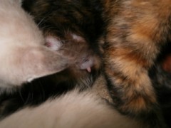 おっぱいの画像です。