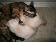 子供の夏休みは頭がいたい