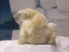 おもろいネタがうかばん、夏バテじゃ