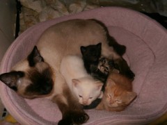 ねこがふえたゾ