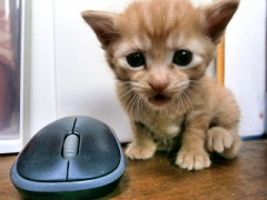 2月14日生まれのねこ