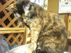 名前はチータン　雌猫です。