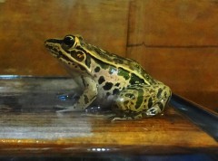 【お題日記】友人から聞いて驚いたＨ話