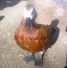 【お題日記】好きな唇の形は？