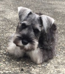 【お題日記】大事にしている物を教えて下さい