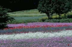 ゴルフ行ってました。