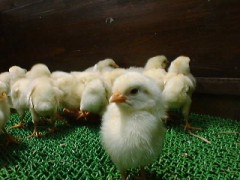 今日の昼は、料亭の弁当でした