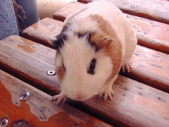 ボランティアしてました