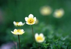 セルライトの分解には。。。