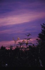 バーゲンへ行ってきました。