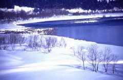 バラを植えてました。