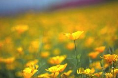 イレズミやアートメイクの除去は。。