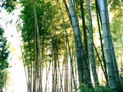 減量中で。ビリーズ・ブート・キャンプもしてみたい。