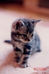 オムライスを食べて。。