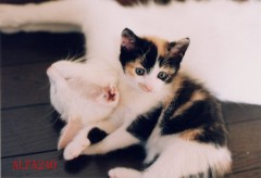 奈良はいいですよ・・