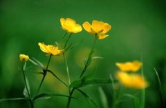 今日の弁当は、おいしかったですよ。。