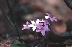 豪雨とすごい風でした・・・