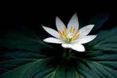 今年の梨は、おいしいですね・・・