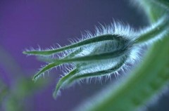 また、オークションしてました。何枚か絵を落札しました。