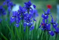 大丸に時計みにいってきました。