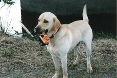 あした、毛皮のコートいりますね。